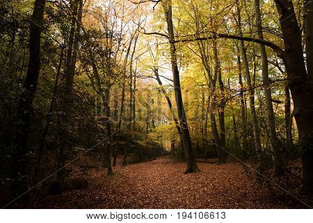 Burnham Beeches, UK - 7 November 2016: Dense Woodland At Burnham Beeches In Buckinghamshire