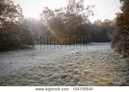 Burnham Beeches, UK - 7 November 2016: Frosty Autumn Landscape At Burnham Beeches In Buckinghamshire