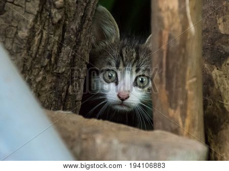 Small cute kitten hiding scared in a toolshed