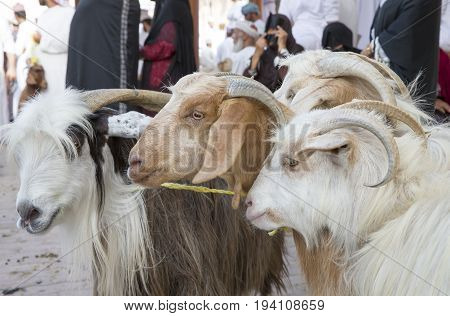 goats at Nizwa Goat Market in Oman