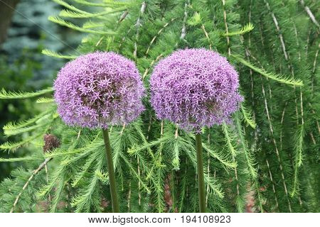 Alliums, also known as ornamental onions, are grown for their showy flower heads, which come in wide range of sizes and shades of blue, purple, white and yellow.
