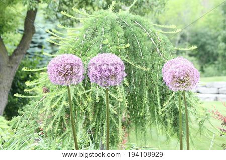 Alliums, also known as ornamental onions, are grown for their showy flower heads, which come in wide range of sizes and shades of blue, purple, white and yellow.