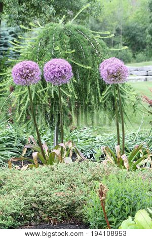 Alliums, also known as ornamental onions, are grown for their showy flower heads, which come in wide range of sizes and shades of blue, purple, white and yellow.