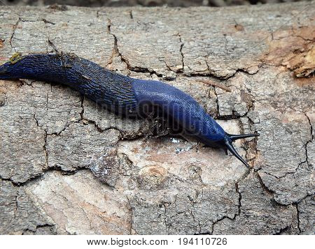Blue slug in the woods , (Bielzia coerulans)
