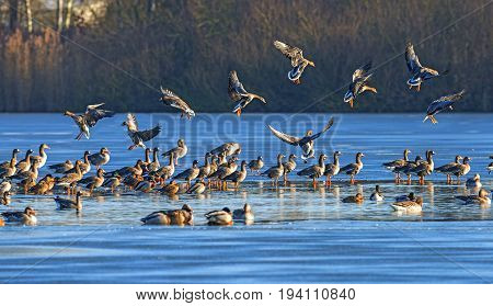 a flock of geese (Anser albifrons and Anser anser) on a pond