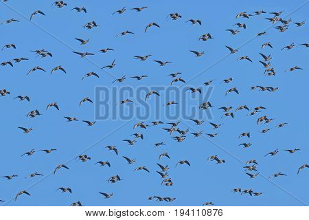 a flock of geese Anser albifrons on a sky