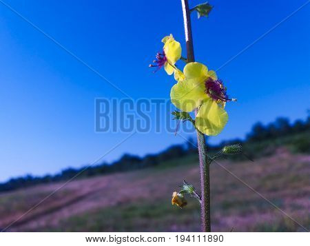 Beautiful yellow field flower with beautiful cilia on the whole surface.