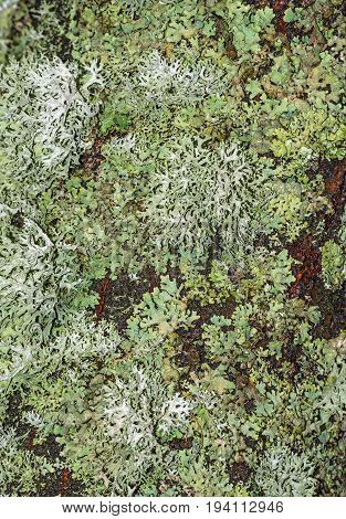 a lichen on a bark - macro photo