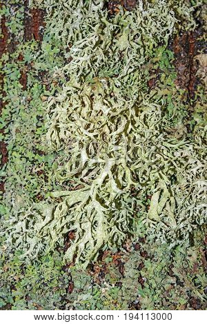 a lichen on a bark - macro photo
