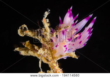 Flabellina Rubrolineata Nudibranch, Sea Slug
