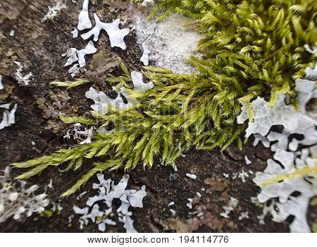 moos and licens on a bark - macro detail