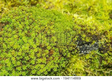 green moos -  in a maro detail