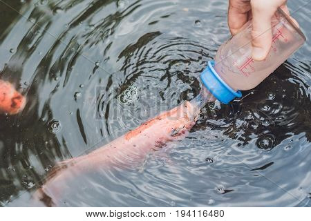 Feeding Fishes From Baby Bottles. Koi Carps