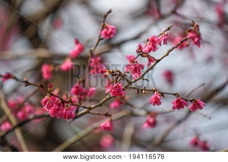 closeup of pink cherry blossom branch (one of beautiful flower in spring season) at formosan aboriginal culture village Yuchi Township Nantou Taiwan