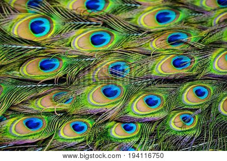 peacock feathers - close up in detail