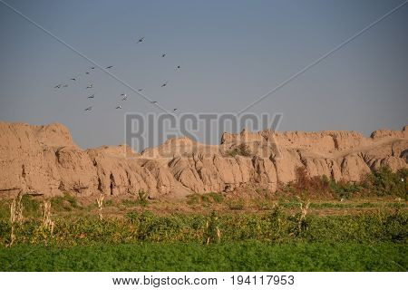 Group of birds fly over the Kashan old city walls in Kashan Iran