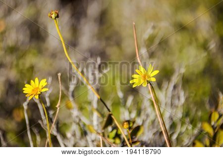 Desert Sunflower Geraea canescens flowers closeup with bokeh