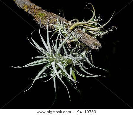 a tillandsia on a branch close up