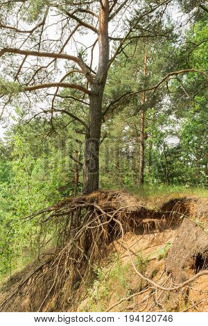 Pine Tree With Bare Roots Grows On Top Of A Sand Hill In The Forest