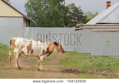 The cow walks at village near fence - Russian countryside, side view