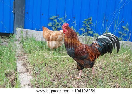 Chicken and rooster walking at green grass, iRussian village