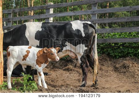 The cow feeds the calf milk from the udder, in the village