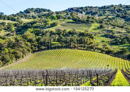 Vineyard hill with rows of grape vines and mountains in Napa Valley California