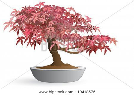 Isolato dei bonsai dell'acero giapponese - colori d'autunno