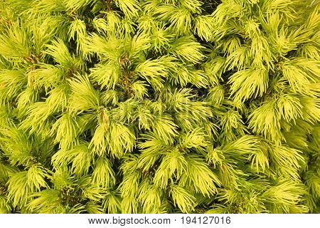Fragment of conifer bush. Backgroung. 
Spruce white bush in natural lighting in close-up.
