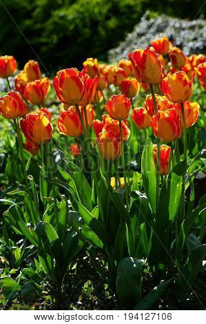Orange flower tulip Liliaceae in the garden
