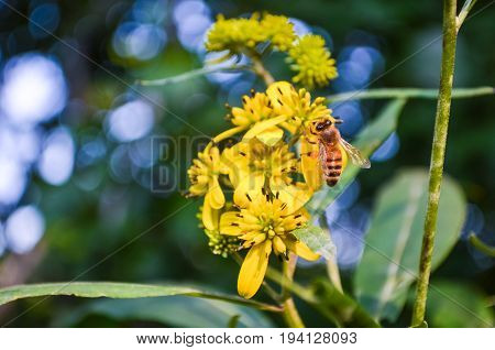 Macro closeup of orange honey bee on yellow wingstem flowers with bokeh focus
