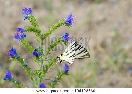 Detailed view of a butterfly - Iphiclides podalirius on a flower of Symphytum officinale
