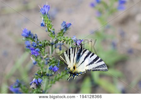 Detailed view of a butterfly - Iphiclides podalirius on a flower of Symphytum officinale