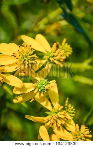 Macro closeup of orange yellow wingstem flowers with black tips and bokeh focus