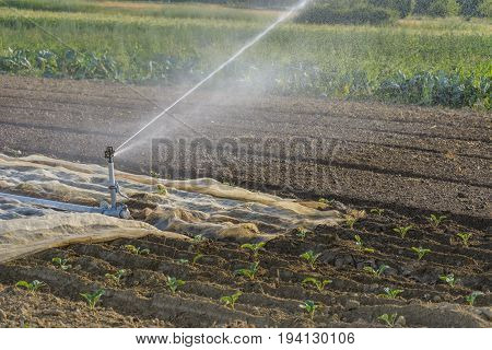 Watering on field in summer on agriculture