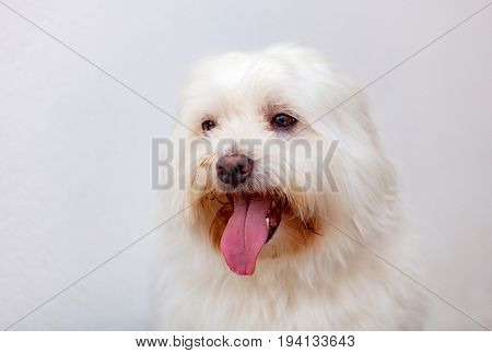 Portratit of a white dog with long hair. Maltese bichon