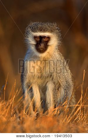 Grön markatta: Cercopithecus Aethiops: Sydafrika