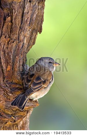 Greyheaded vrabec: Passer Diffusus: Jižní Afrika