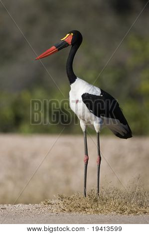 안장-청구 황새; ephippiorhynchus senegalensis