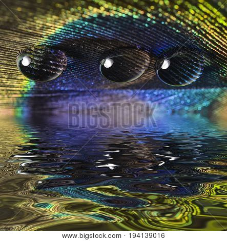 water drop on a peacock feather - macro photo