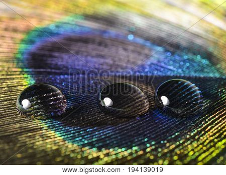 water drop on a peacock feather - macro photo
