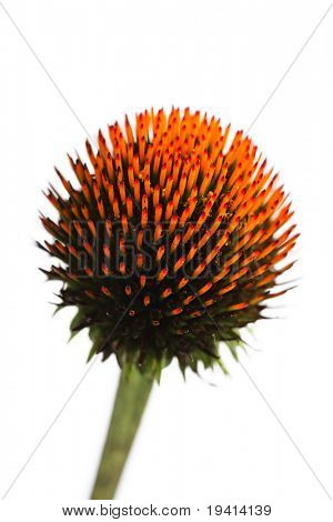 Rodada espetada em forma de flor de laranjeira sobre fundo branco