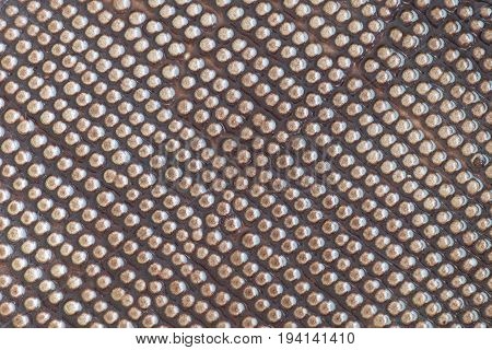 Close up of bumpy brown dots in line pattern