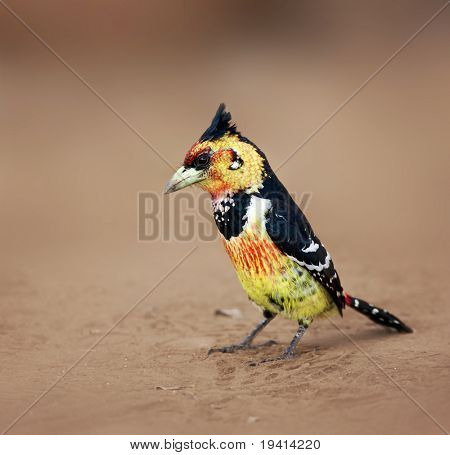 Barbet cresta; Trachyphonus vaillantii; Sudáfrica