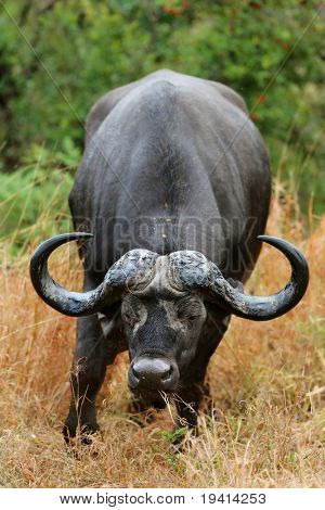 Buvol africký s skloněné hlavě; Syncerus caffer