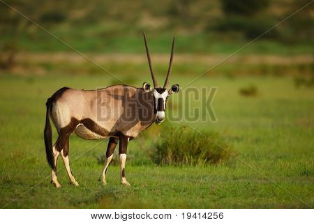 녹색 grassfield;에 방목 gemsbok 오릭스 gazella