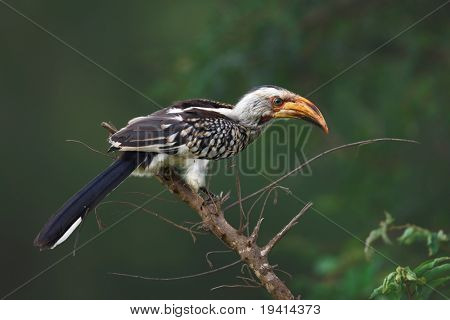 Portræt af en sydlige Yellowbilled Hornbill; tockus leucomelas; Sydafrika