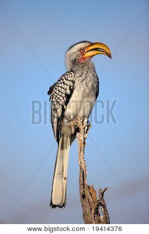 Portræt af en sydlige Yellowbilled Hornbill; tockus leucomelas; Sydafrika