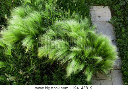 Green feather grass. Wild flora in the city. Rectangular photo.