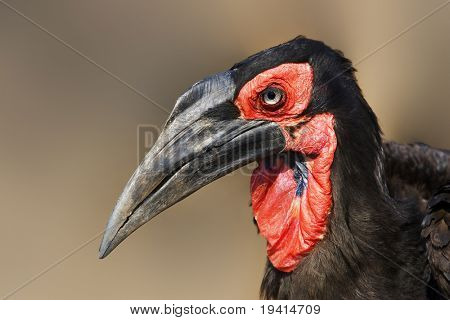Południowej Dzioboróg portret;  Bucorvus Leadbeateri